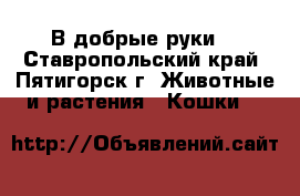 В добрые руки) - Ставропольский край, Пятигорск г. Животные и растения » Кошки   